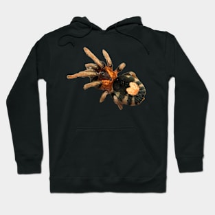 Cyriocosmus elegans Tarantula Hoodie